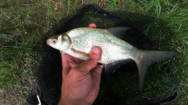Angler proudly holding freshly caught Common Bream (Abramis brama) in hand above landing net, freshwater sport fishing trophy.