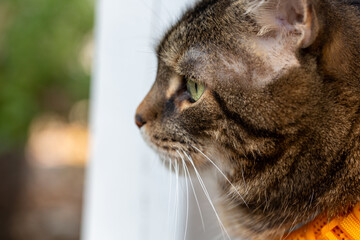 Profile of cat wearing a harness © Spring
