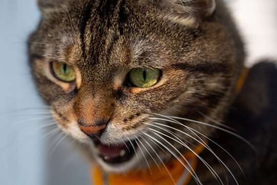 Closeup of Tabby cat hissing 