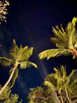 ropical palm trees under a starry night sky with light beams &mdash; vertical
