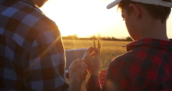 Father and son examining wheat crop at sunset. Dad and kid gather insights using mobile device in golden field. Family bonding, agriculture, and technology blend harmoniously in serene atmosphere.