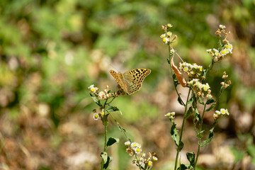 A beautiful butterfly with intricate patterns rests on a delicate wildflower © Levente Varga