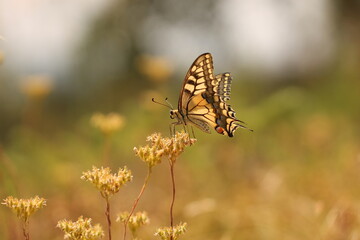 una farfalla macaone al tramonto su un fiore © Simona