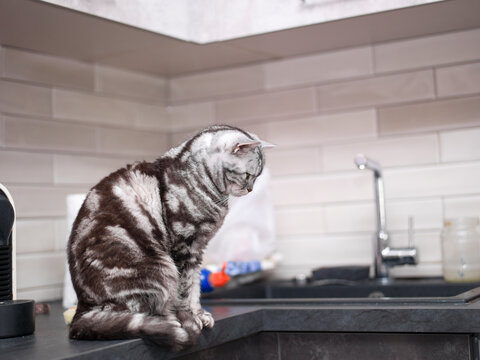 cat sitting on a kitchen sink