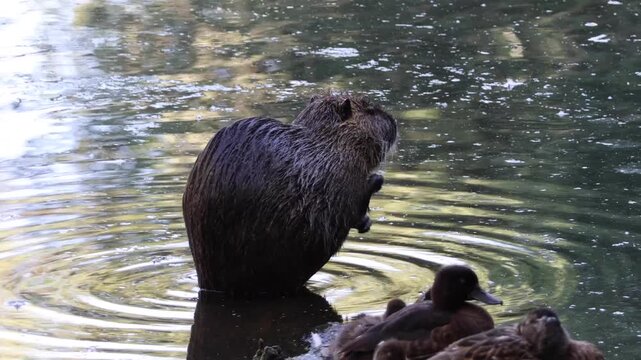Nutria cleaning fur in a river beside duck. Cute coypu grooming in a water near ducks.