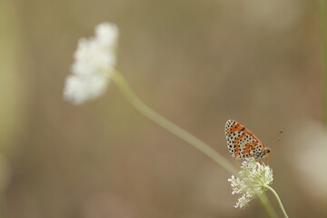 una farfalla melitaea didyma su un fiore in estate al tramonto © Simona