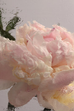 Smoke selected soft focus cream beige pink Peony Flower through glass with wet water Drops. Abstract natural blur background.