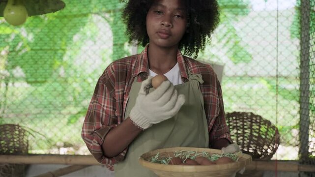 Happy African woman farmer with an apron standing holding and showing a fresh chicken egg in henhouse. A black teenager female is collecting eggs into a basket from a chicken coop on an organic farm. 