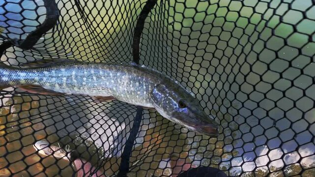 Detailed Close-Up of Northern Pike (Esox lucius) Head and Scales in Rubber Landing Net, Predatory Freshwater Fish