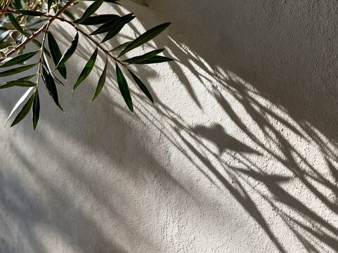 Green plant leaves and their shadow play on a textured stucco wall