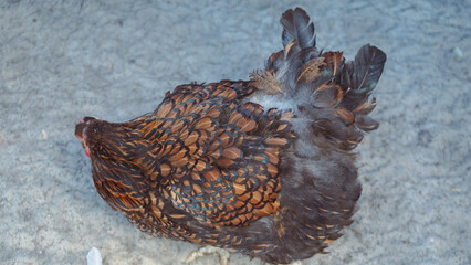 Top view of a brown laced hen showing detailed feather pattern and plumage on a farmyard ground. © Вита Курило