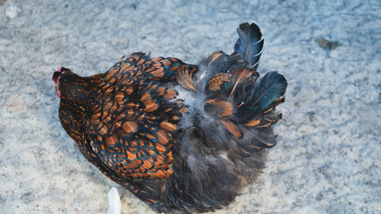 Top view of a brown laced hen showing detailed feather pattern and plumage on a farmyard ground. © Вита Курило