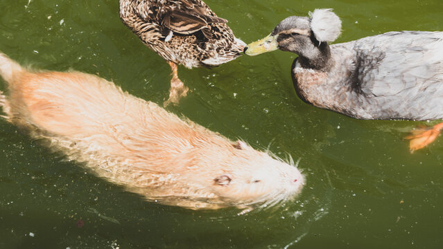 Golden nutria or coypu swimming in green water next to crested domestic ducks in a pond.