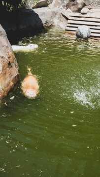 Top view of a golden nutria swimming in green pond water on a sunny day.