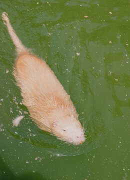 Top view of a golden nutria swimming in green pond water on a sunny day.