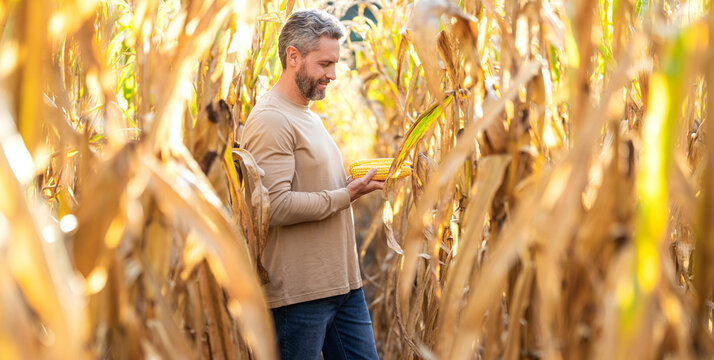 Maize crop harvest. Maize harvest farming. Farmer man harvesting in corn field. Harvest crop in cornfield. Farmer man on field with maize basket. Hispanic farmer with corn harvest. Late maize