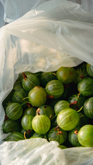 Fresh green gooseberries packed in a plastic bag close up, ripe harvested summer berries concept © Вита Курило