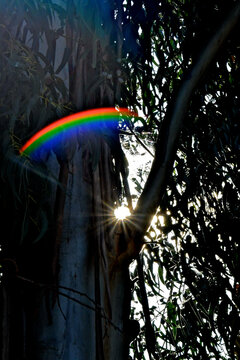 Lens flare rainbow and starburst through eucalyptus tree