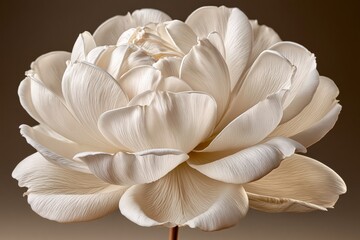 Fototapeta premium White peony flower macro shot elegant minimal floral background design