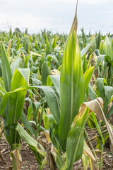 Fototapeta premium Portrait orientation of drought affected field corn with potassium deficiency.