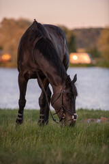 Beautiful woman wtih horse in coutriside © muro