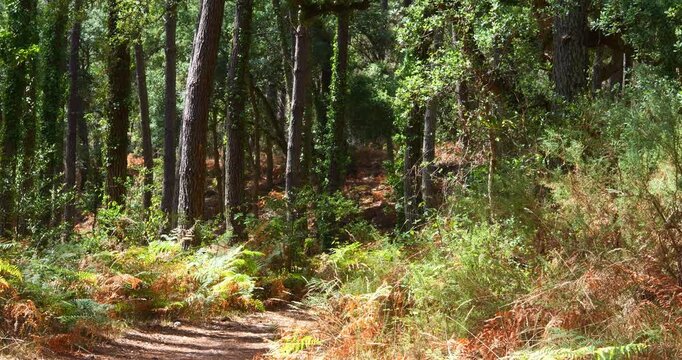 Magnificent forest landscape in the Landes region of southwestern France