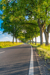 Obraz premium Scenic country way and spring nature. Rural road through alley. Rural way to village in countryside. Road in countryside. Country road with trees. Country road to village