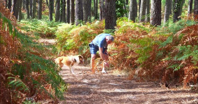Man and his dog walking in the pine forest