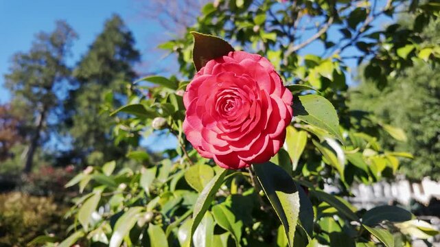Deep pink camellia flower blooms among glossy green leaves in sunny batumi garden.