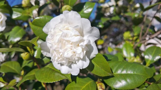 Layered white camellia japonica nobilissima flower blooms surrounded by glossy green leaves.