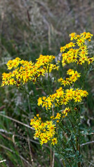 Fototapeta premium Cluster of vibrant yellow wildflowers blooming in a natural setting with green foliage and blurred background