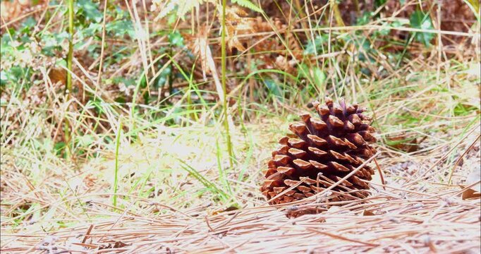 Pine cone at the base of ferns