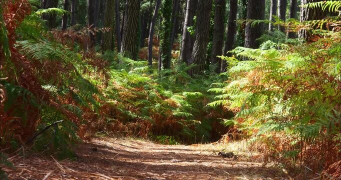 Magnificent forest landscape in the Landes region of southwestern France