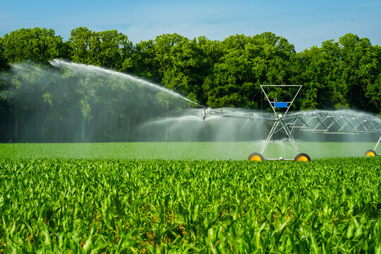 Irrigation beside watering sprinkler. Irrigation with watering sprinkler. Productive irrigation across farmland. Field irrigation for growth.