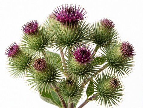 Prickly burdock plant flowers with purple tops and green spiky seed heads isolated on white. Macro view of wild herb with thorns and buds, natural botany detail.