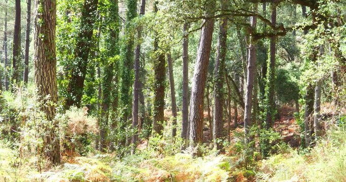 Magnificent forest landscape in the Landes region of southwestern France