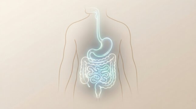 Simplified digestive system illustration showing stomach intestines on neutral background for nutrition background and gastrointestinal education design