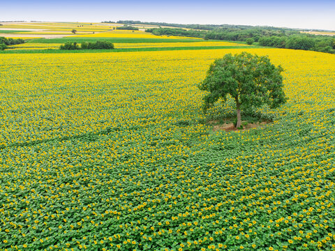 Aerial view of a solitary green tree standing in a vast, blooming yellow sunflower field