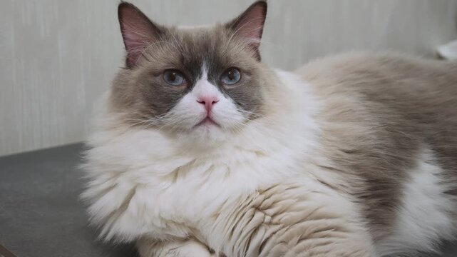 Fluffy cat resting calmly on a flat surface at home during daylight hours