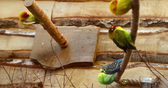 Small colorful parrots perched on branches inside an aviary, surrounded by a natural wooden enclosure.