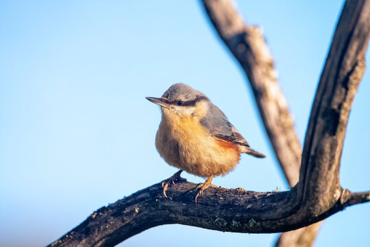 Eurasian nuthatch perching on a wooden perch.