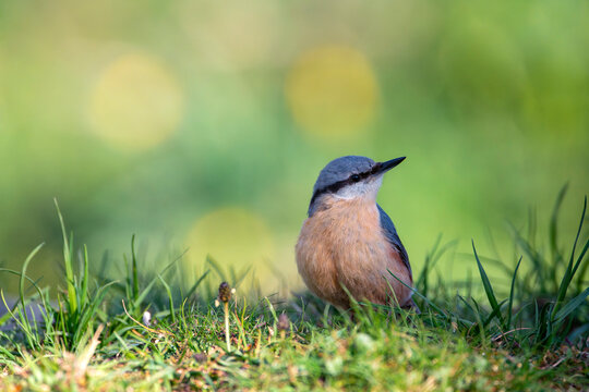 Eurasian nuthatch perching.