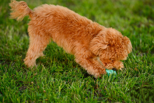 Cute maltipoo puppy playing with ball toy on green grass, active dog chewing rubber food dispenser in park, funny domestic outdoor workout, pet activity and lifestyle concept, pet toys, outdoor play