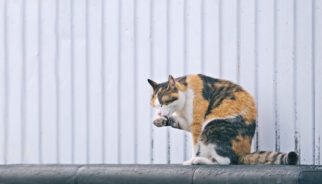 Cute calico cat sitting outdoors and cleans itself. Panoramic image with copy space. 
