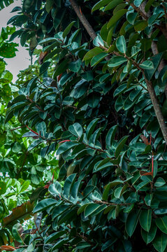 Dark green rubber tree foliage with shiny oval leaves growing on branching stems. Rich tropical vegetation forming an organic background with natural texture and vibrant evergreen colors.