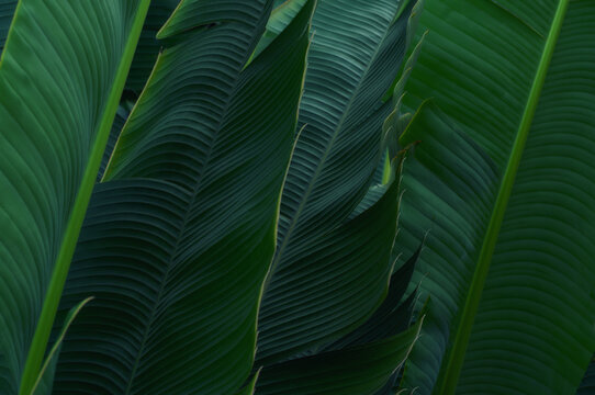 Close view of layered tropical leaves displaying bold symmetry, rich emerald colors and detailed ribbed texture. Natural botanical backdrop for contemporary interiors, wall art and creative layouts.