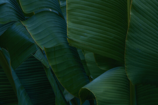 Layered tropical green leaves with pronounced ribbed texture creating a lush botanical background. Natural composition for wallpapers, branding, posters and modern graphic design.