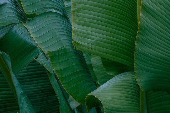 Dense arrangement of tropical foliage featuring elegant oversized leaves with dramatic linear texture. Vibrant green nature background perfect for decorative graphics, banners and organic design conce