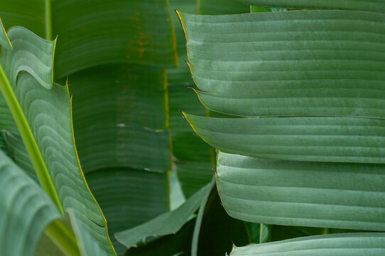 Large tropical leaves overlapping to create a rich natural texture with deep green tones and striking parallel veins. Lush botanical background ideal for wallpapers, branding, interiors and modern des