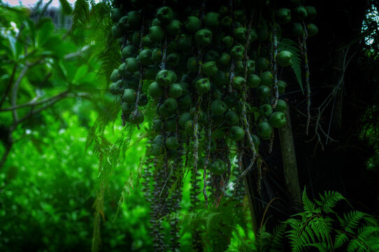 Heavy clusters of green fishtail palm fruits hanging beneath a tropical canopy. Caryota palm surrounded by ferns and dense jungle vegetation creates a dramatic rainforest scene.